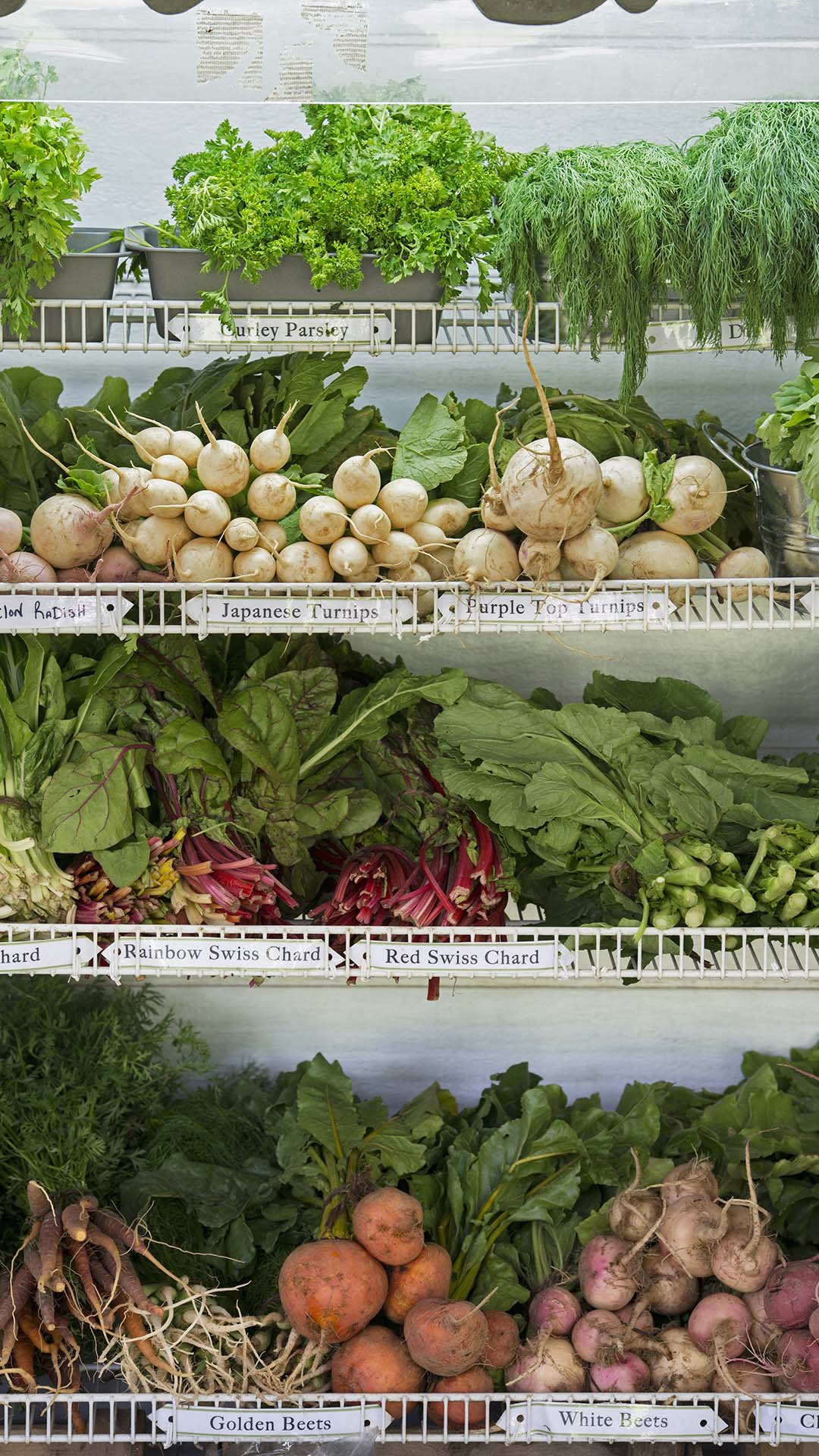 Organic Farming,USA,A farm stand with rows of freshly picked vegetables for sale.